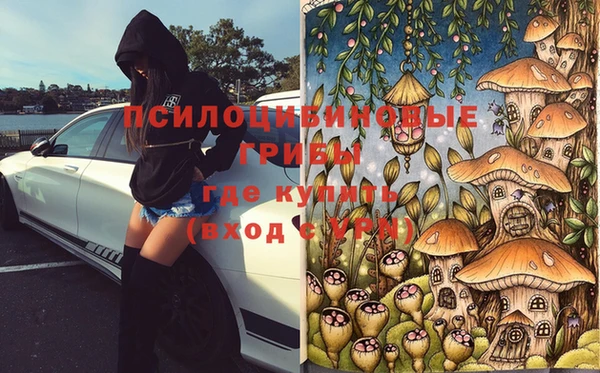 прущие грибы Абаза